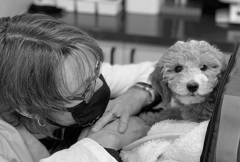 personal-img Veterinarian caring for a pet at North Waterloo Veterinary Hospital